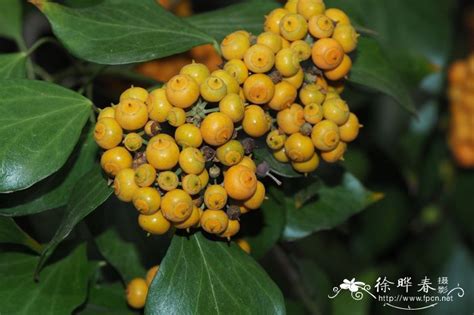 常春藤屬|常春藤（五加科常春藤属植物）